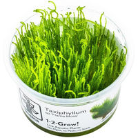 Produktbild von Tropica Flammenmoos Taxiphyllum sp. Flame Moospflanze im Cup