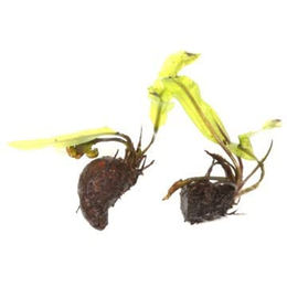 Tropica Gewelltblättrige Wasserähre Aponogeton longiplumulosus Knolle lebende Wasserpflanze für Aquarien – Bild 1 von 3