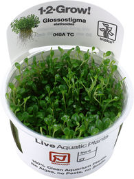 Tropica Glossostigma elatinoides lebende Aquarienpflanze in der Cup 1 Stück – Bild 1 von 1