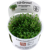 Produktbild von Tropica Glossostigma elatinoides lebende Aquarienpflanze in der Cup 1 Stück