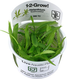 Produktbild von Tropica Helanthium bolivianum Quadricostatus Aquarienpflanze 1 Stück