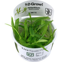 Produktbild von Tropica Helanthium bolivianum Quadricostatus Aquarienpflanze 1 Stück