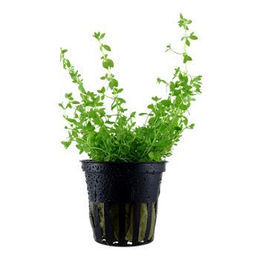 Produktbild von Tropica Hemianthus microanthemoides Süßwasserpflanze für das Aquarium