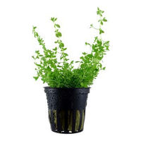 Produktbild von Tropica Hemianthus microanthemoides Süßwasserpflanze für das Aquarium