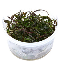 Tropica Hygrophila Araguaia Stängelpflanze lebende Aquarienpflanze im Becher – Bild 1 von 6