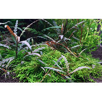 Produktbild von Tropica Hygrophila pinnatifida In-Vitro Aquariumpflanze im Becher