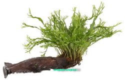 Tropica Javafarn Microsorum pteropus Windelov auf Wurzel für das Aquarium – Bild 1 von 2