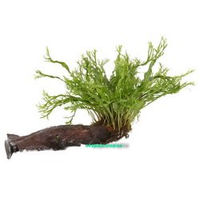 Produktbild von Tropica Javafarn Microsorum pteropus Windelov auf Wurzel für das Aquarium