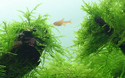 Tropica Javamoos Taxiphyllum barbieri In Vitro Lebende Aquarienpflanze – Bild 1 von 4