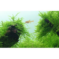 Produktbild von Tropica Javamoos Taxiphyllum barbieri In Vitro Lebende Aquarienpflanze