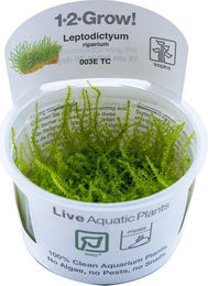 Tropica Leptodictyum riparium Lebende Aquarienpflanze in Kunststoff-Cup – Bild 1 von 1