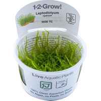 Produktbild von Tropica Leptodictyum riparium Lebende Aquarienpflanze in Kunststoff-Cup