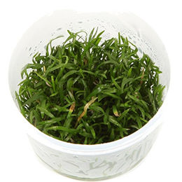 Tropica Lilaeopsis brasiliensis Aquarienpflanze in der Cup – Bild 1 von 4