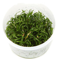 Produktbild von Tropica Lilaeopsis brasiliensis Aquarienpflanze in der Cup