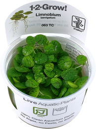 Tropica Limnobium laevigatum Froschbiss Schwimmpflanze InVitro – Bild 1 von 3