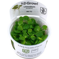 Produktbild von Tropica Limnobium laevigatum Froschbiss Schwimmpflanze InVitro