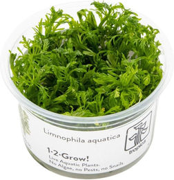 Produktbild von Tropica Limnophila aquatica Stängelpflanze für Aquarien