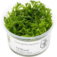 Produktbild von Tropica Limnophila aquatica Stängelpflanze für Aquarien