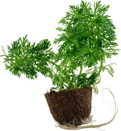Produktbild von Tropica Limnophila sessiliflora Lebende Aquariumpflanze Grün
