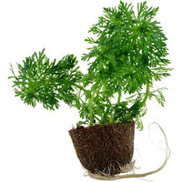 Produktbild von Tropica Limnophila sessiliflora Lebende Aquariumpflanze Grün