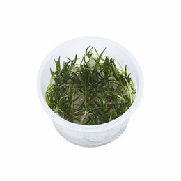 Tropica Littorella uniflora Aquarienpflanze im Becher – Bild 1 von 3