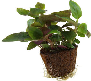 Tropica Lobelia cardinalis Aquariumpflanze im Mini-Keramik-Topf – Bild 1 von 5