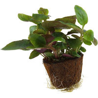 Produktbild von Tropica Lobelia cardinalis Aquariumpflanze im Mini-Keramik-Topf