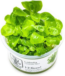 Tropica Lobelia cardinalis Mini Bodenpflanze im Cup – Bild 1 von 2
