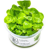 Produktbild von Tropica Lobelia cardinalis Mini Bodenpflanze im Cup