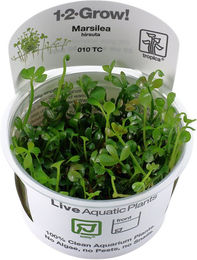 Tropica Marsilea hirsuta Zwergkleeblatt Bodendecker Aquarienpflanze In-Vitro – Bild 1 von 4