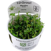 Produktbild von Tropica Marsilea hirsuta Zwergkleeblatt Bodendecker Aquarienpflanze In-Vitro