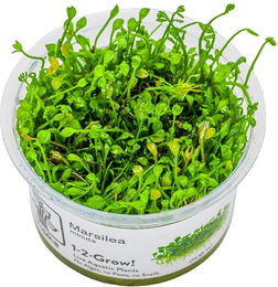 Produktbild von Tropica Marsilea minuta Bodendecker lebende Aquarienpflanze