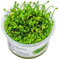 Produktbild von Tropica Marsilea minuta Bodendecker lebende Aquarienpflanze
