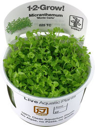 Tropica Micranthemum tweediei Monte Carlo Aquarienpflanze im Cup - 1 Stk. – Bild 1 von 3