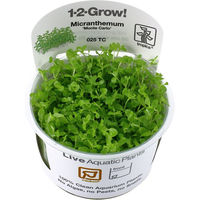 Produktbild von Tropica Micranthemum tweediei Monte Carlo Aquarienpflanze im Cup - 1 Stk.