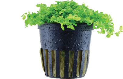Tropica Micranthemum tweediei Monte Carlo Lebende Aquarienpflanze Grün 1 Stück – Bild 1 von 1