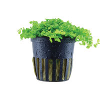 Produktbild von Tropica Micranthemum tweediei Monte Carlo Lebende Aquarienpflanze Grün 1 Stück