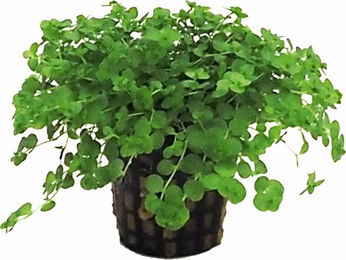 Tropica Micranthemum umbrosum Lebende Pflanze Grün 1 Stück – Bild 1 von 1