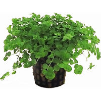 Produktbild von Tropica Micranthemum umbrosum Lebende Pflanze Grün 1 Stück