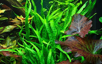 Tropica Microsorum pteropus Narrow Aquarienpflanze im Topf – Bild 1 von 1