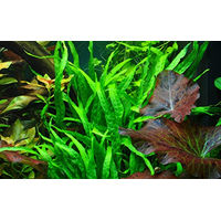 Produktbild von Tropica Microsorum pteropus Narrow Aquarienpflanze im Topf