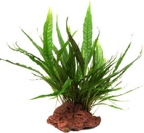 Tropica Microsorum pteropus Wasserpflanze auf Lavastein grün klein – Bild 1 von 2