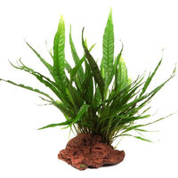 Produktbild von Tropica Microsorum pteropus Wasserpflanze auf Lavastein grün klein
