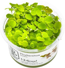Tropica Phyllanthus fluitans Schwimmpflanze für Aquarien – Bild 1 von 4
