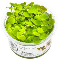 Produktbild von Tropica Phyllanthus fluitans Schwimmpflanze für Aquarien