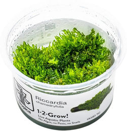 Produktbild von Tropica Riccardia chamedryfolia Moospflanze für Aquarien