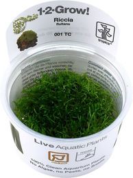 Produktbild von Tropica Riccia fluitans Schwimmpflanze für Aquarien