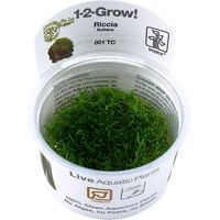 Produktbild von Tropica Riccia fluitans Schwimmpflanze für Aquarien
