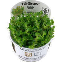 Produktbild von Tropica Rotala indica Bonsai Aquarienpflanze 1 Stück