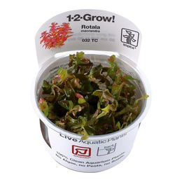Tropica Rotala macrandra Aquarienpflanze in vitro Dose – Bild 1 von 7